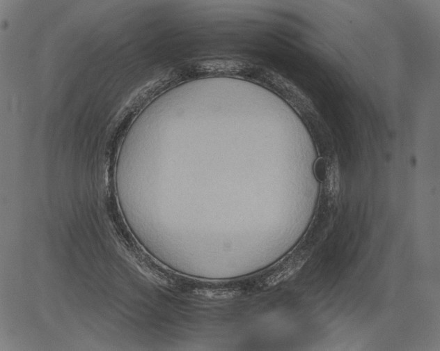 X0000081370733200702020204