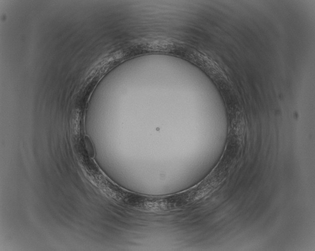 X0000081370744200702020205