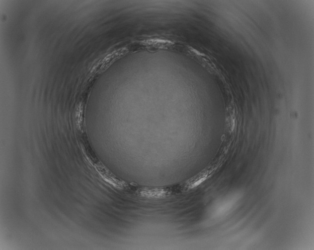 X0000081370767200702020205