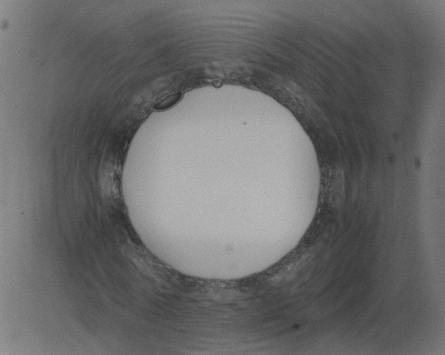 X0000081370770200702020204