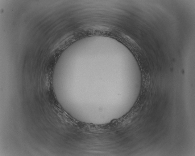 X0000081370774200702020204