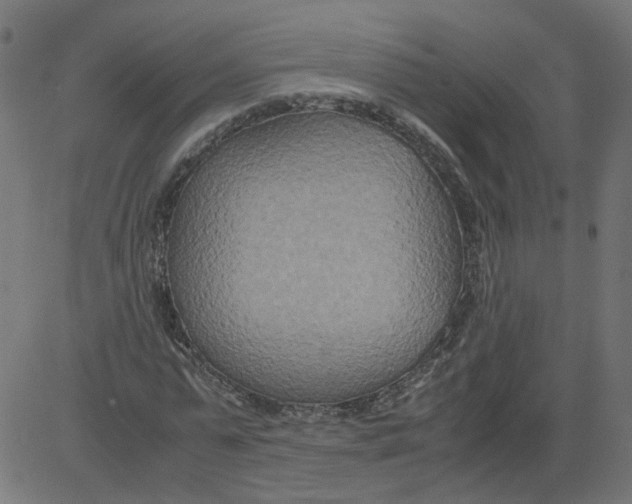 X0000081370775200702020204