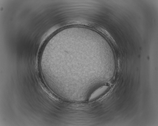 X0000081370780200702020204