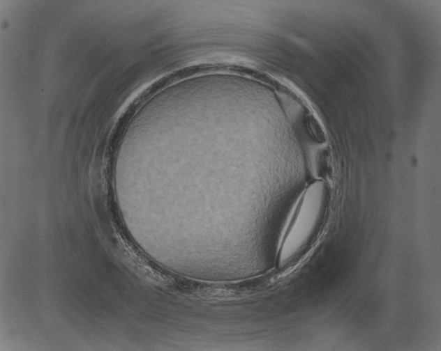 X0000081370783200702020204