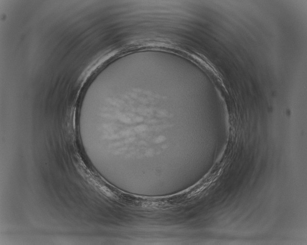 X0000081370790200702020204