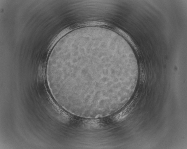 X0000081370810200702020204