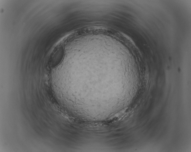 X0000081370823200702020203