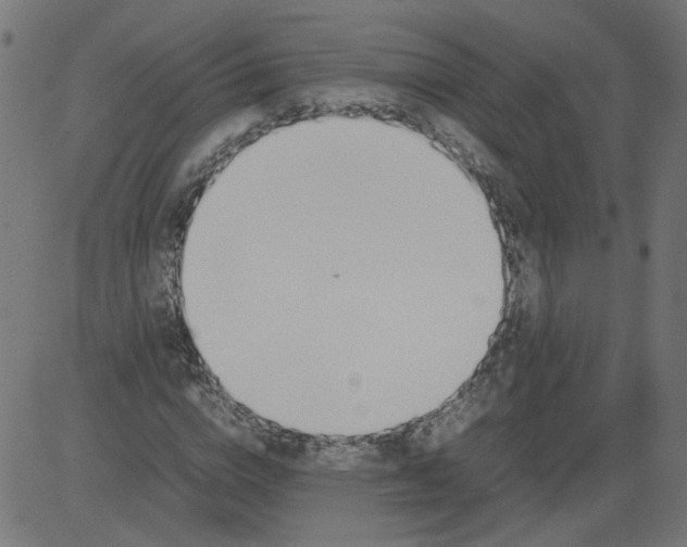 X0000081370824200702020203