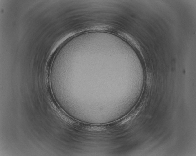 X0000081370835200702020203