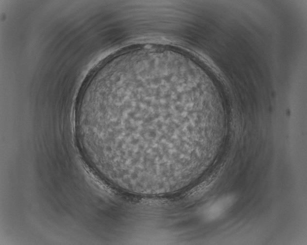 X0000081370840200702020203