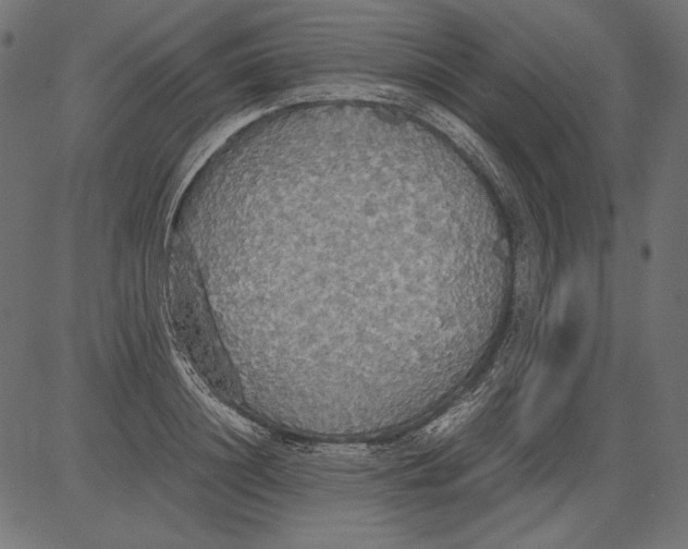 X0000081370844200702020203