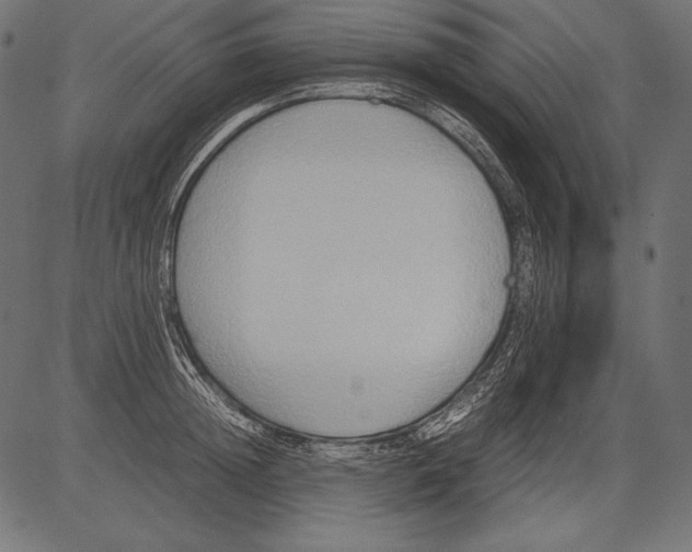 X0000081370852200702020203