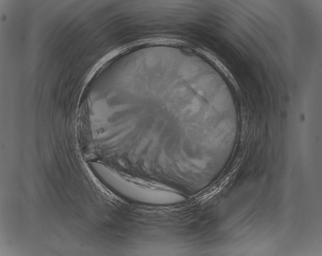 X0000081370853200702020203