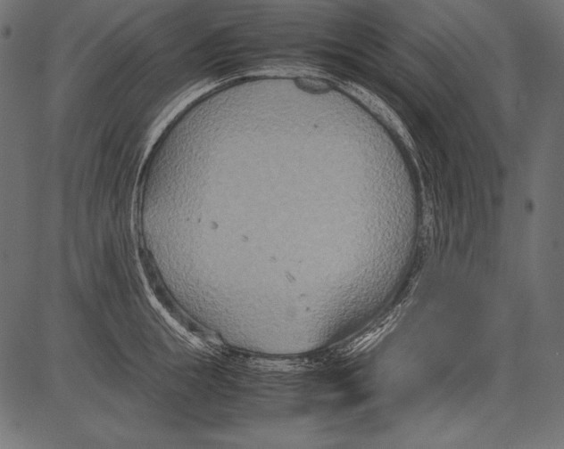 X0000081370855200702020203