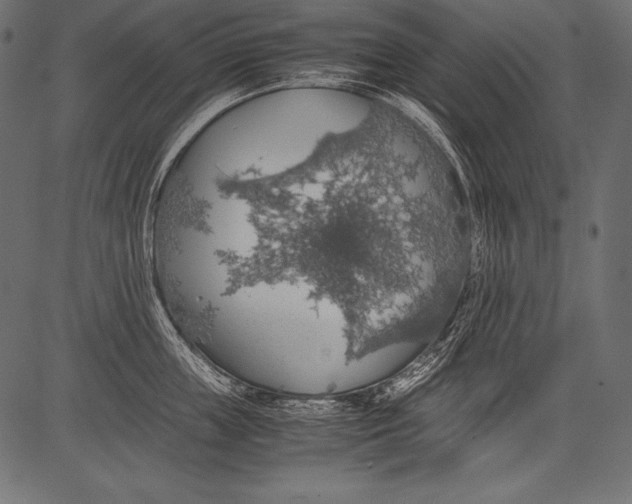 X0000081370859200702020203