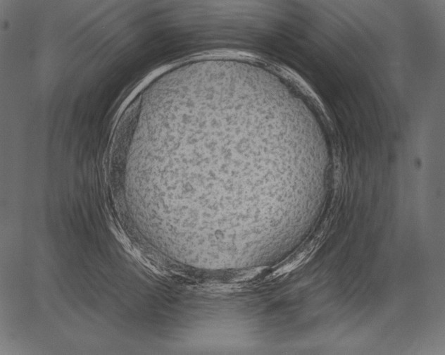 X0000081370860200702020203