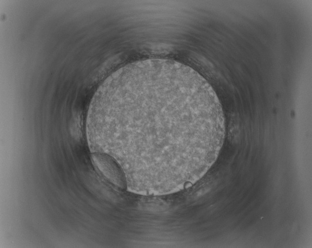 X0000081370866200702020203