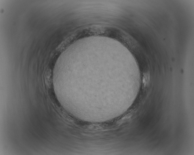 X0000081370867200702020203