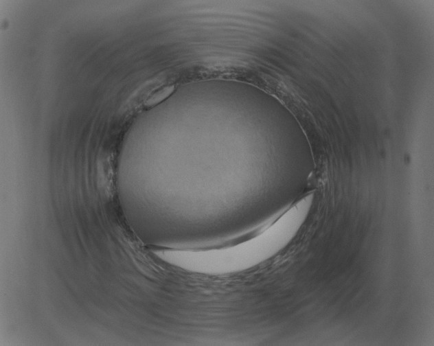 X0000081370868200702020203