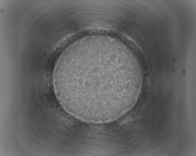 X0000081370870200702020203