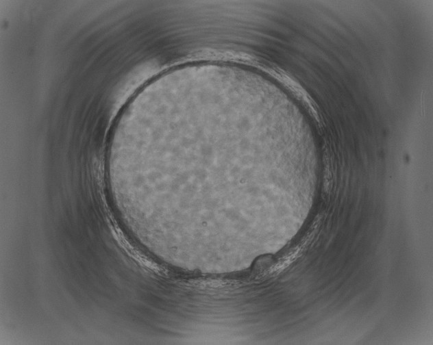 X0000081370896200702020202