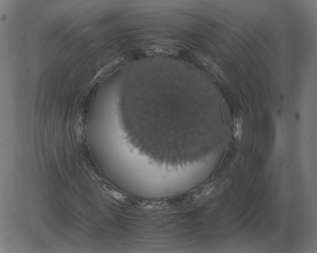 X0000081370915200702020201