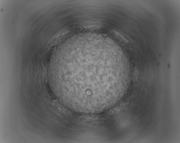 X0000081370917200702020201