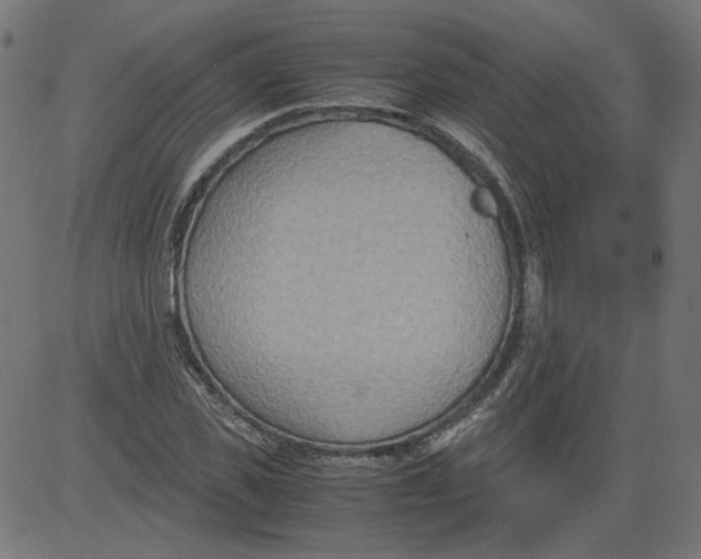 X0000081370925200702020201