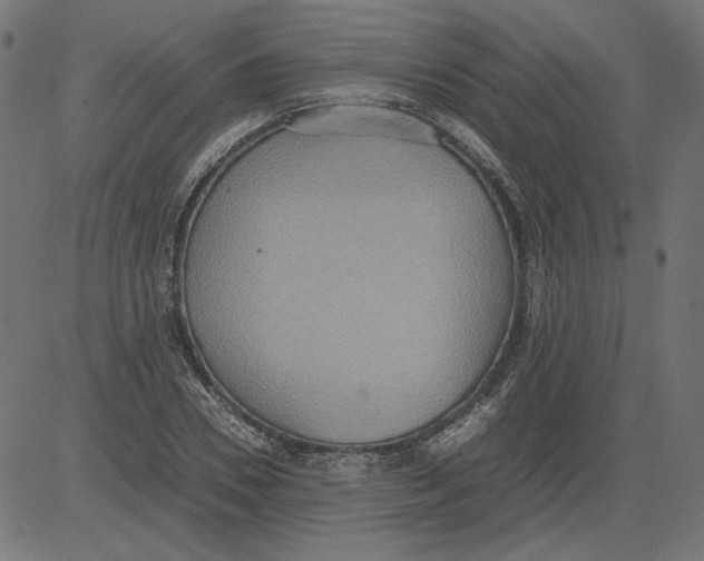 X0000081370930200702020201