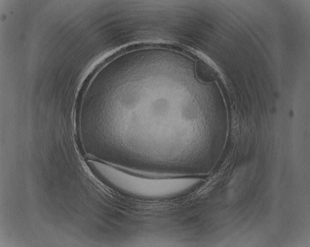 X0000081370935200702020201