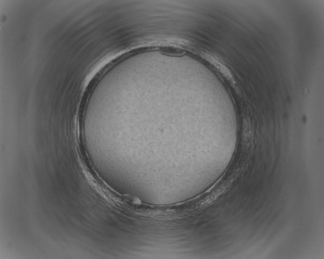 X0000081370936200702020201