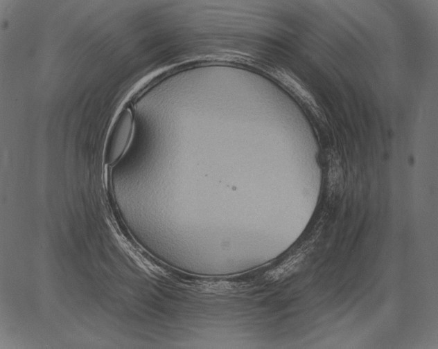 X0000081370940200702020201