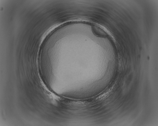 X0000081370943200702020202