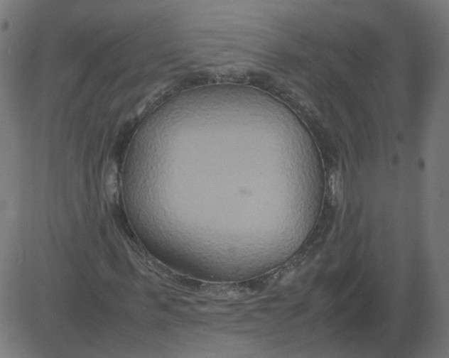 X0000081370963200702020201