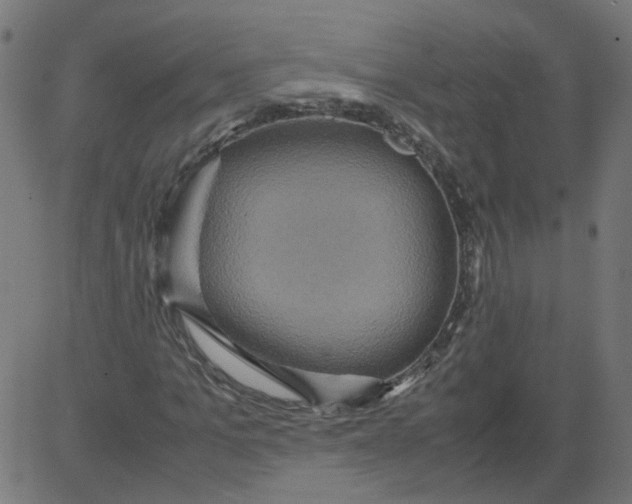 X0000081370965200702020201