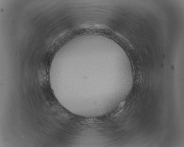 X0000081370966200702020201