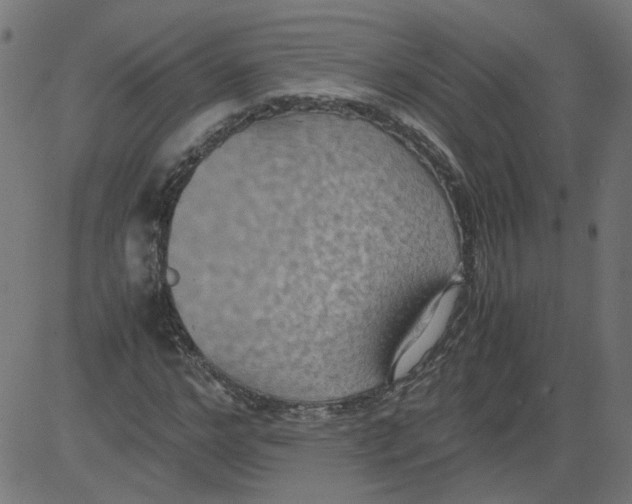 X0000081370968200702020201