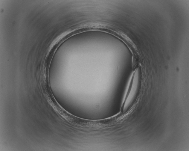 X0000081370981200702020201