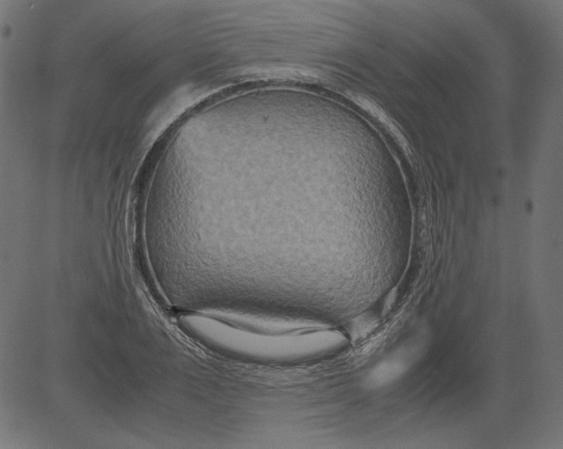 X0000081370983200702020201