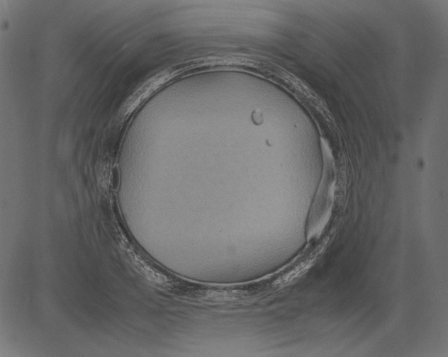 X0000081370985200702020201