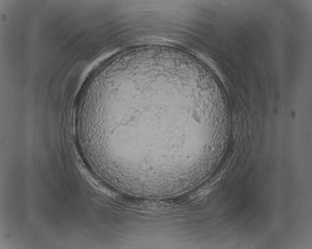 X0000081370987200702020201