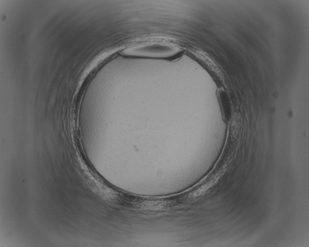 X0000081370989200702020201