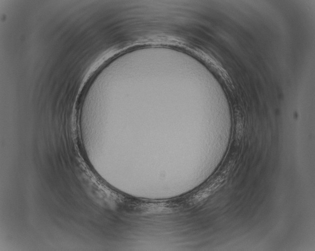 X0000081370990200702020201