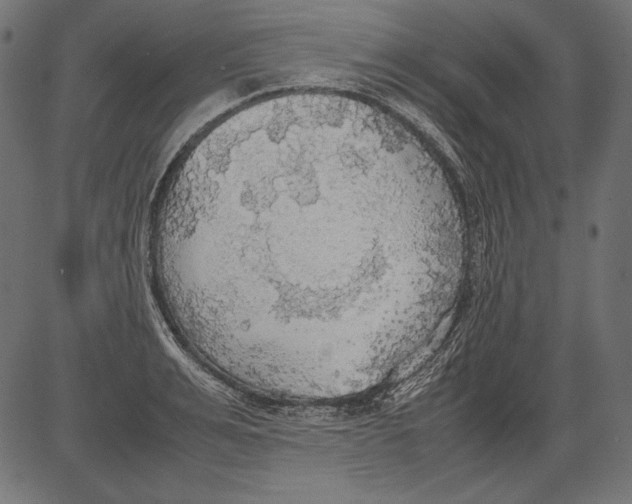 X0000081370991200702020201