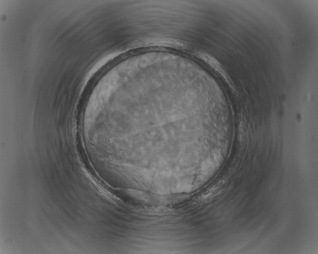 X0000081371024200702020200