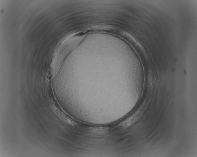 X0000081371025200702020200