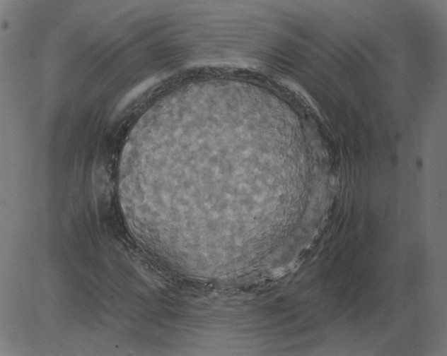 X0000081371064200702020159