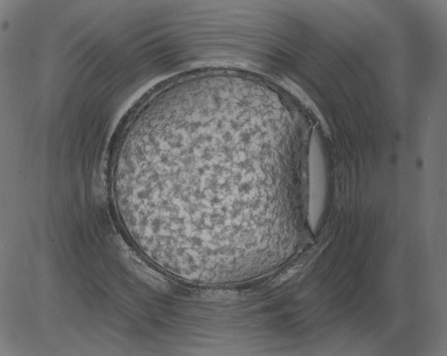 X0000081371068200702020159