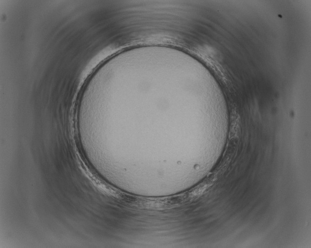 X0000081371086200702020159