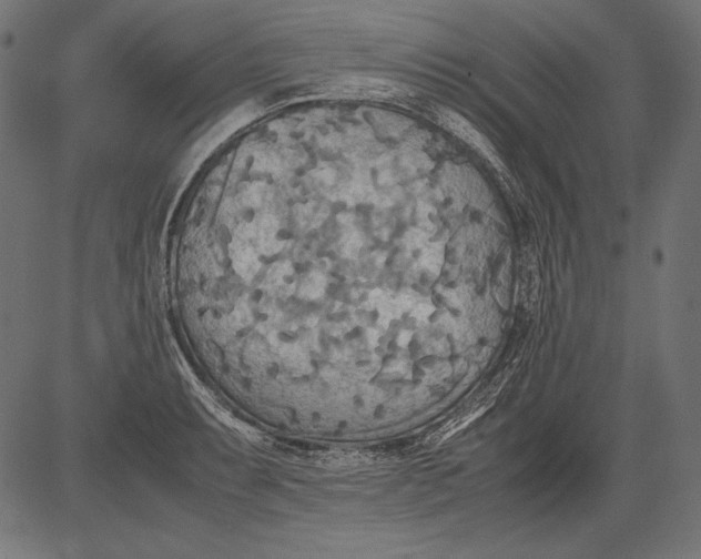 X0000081371087200702020159